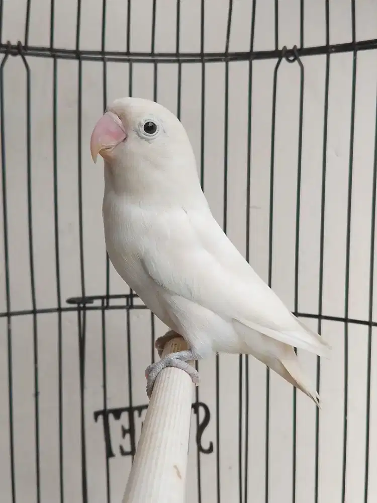 Burung lovebird betina cantik mpan