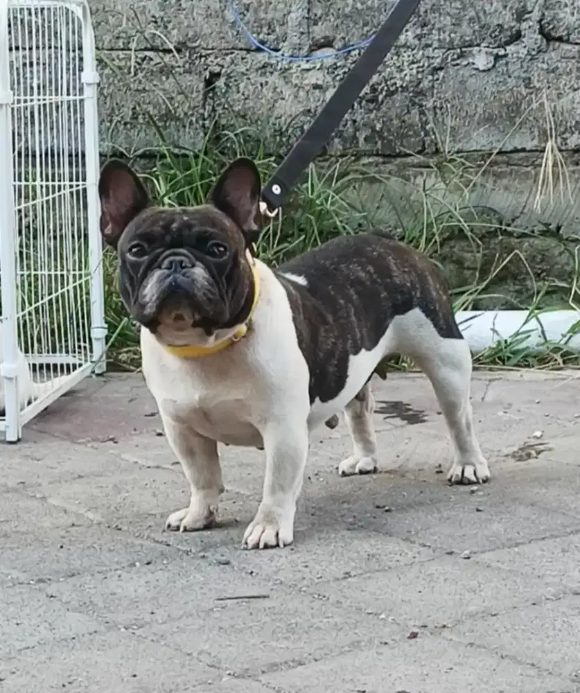 French Bulldog 2 kali beranak ,body padet exotic