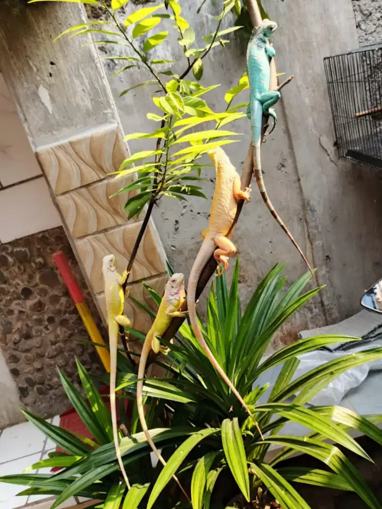 Iguana Albino Juve