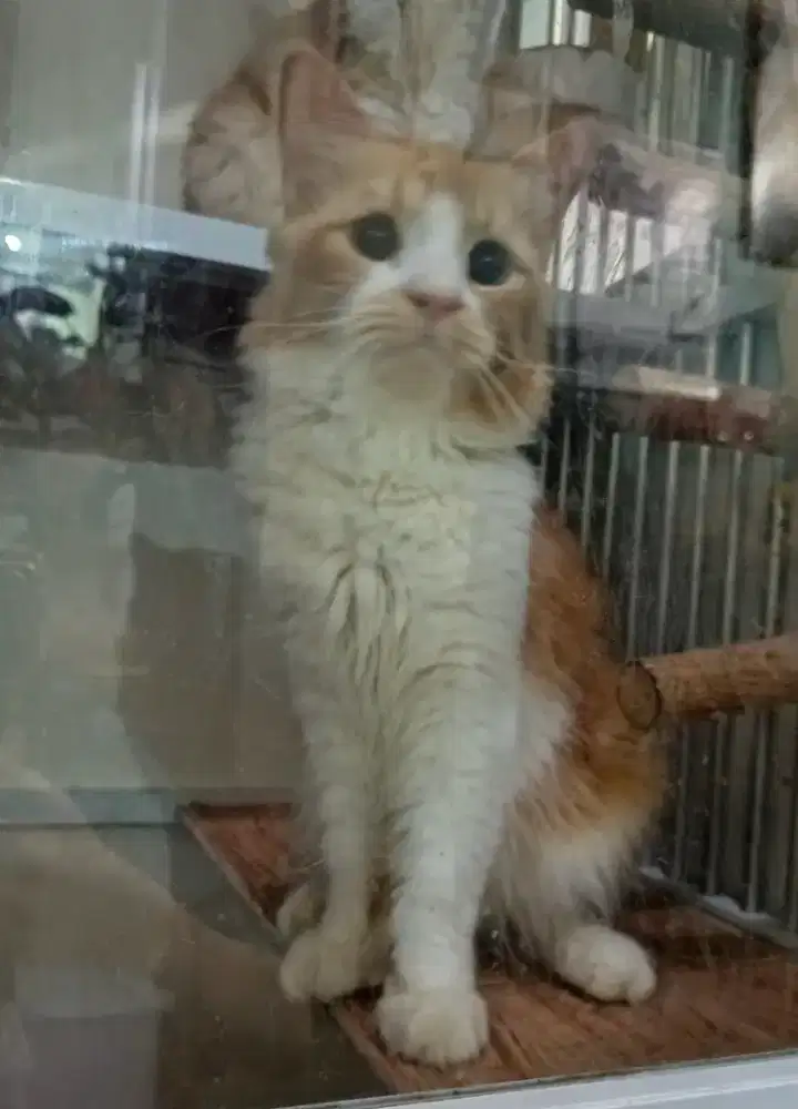FREE ADOPTTTTTTTTTT