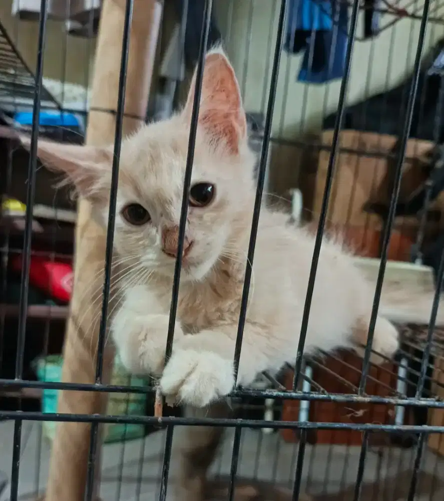 FREE ADOPTTTTTTTTTT