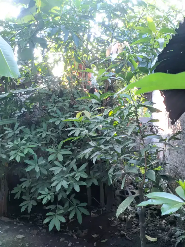 2 pohon pule borongan