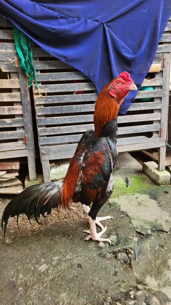 AYAM BANGKOK MUDA