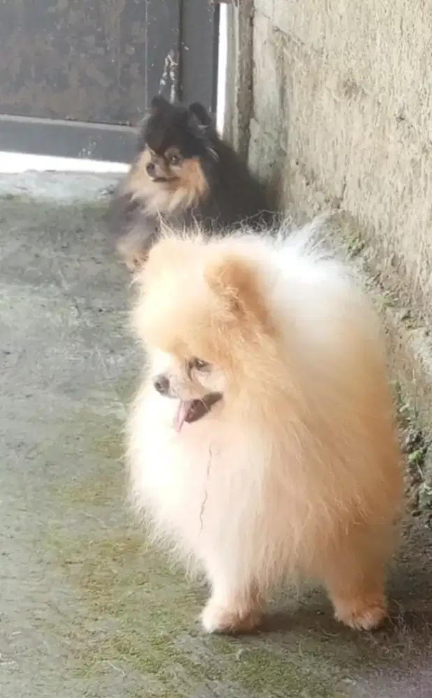 Anjing Pomeranian