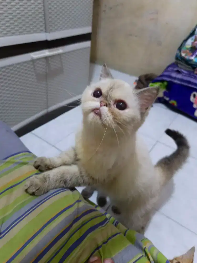 Kucing exotic short hair betina
