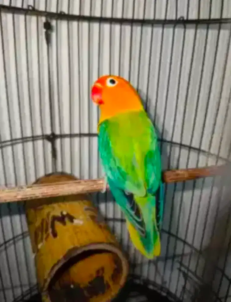 Lovebird biola gacor