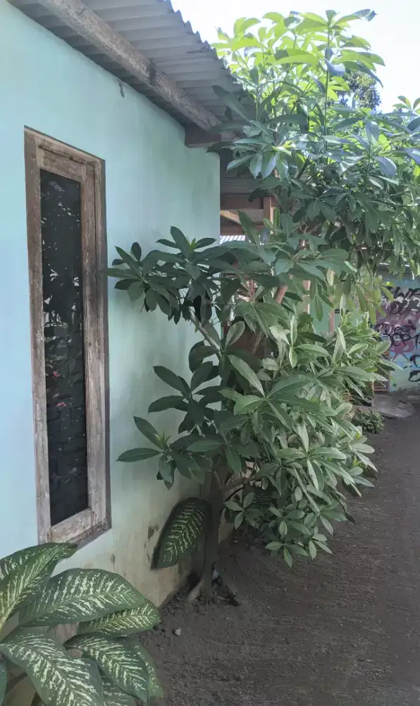 Pohon pule perindang