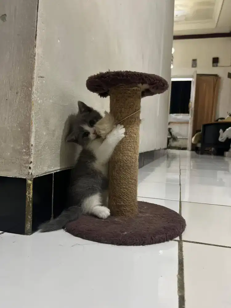 BRITISH SHORTHAIR BICOLOR BLUE