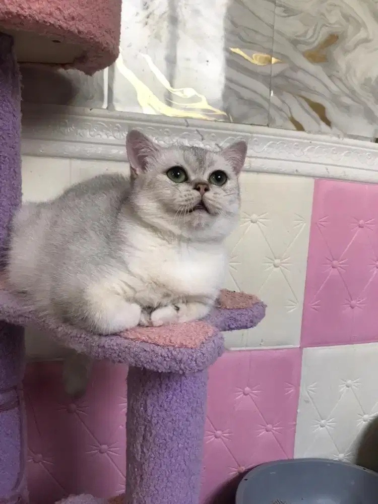 Kucing british shorthair silver betina