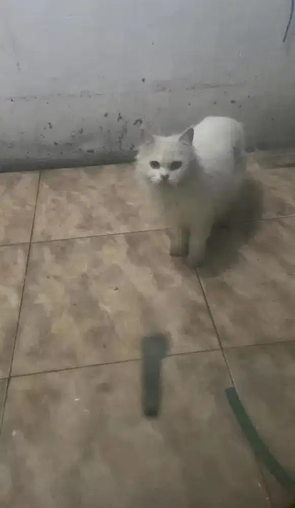 Kucing persia betina birahi