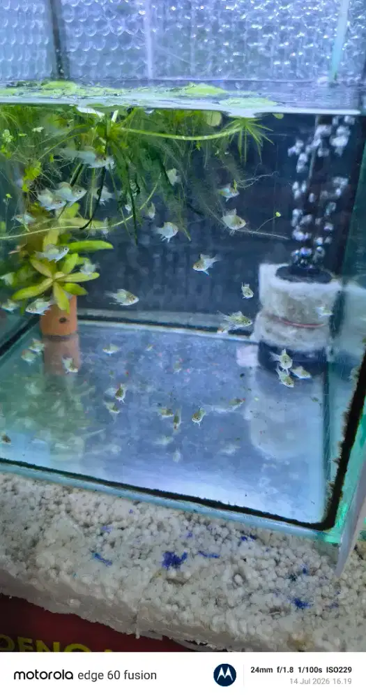 Anakan ikan Blue Elektrik