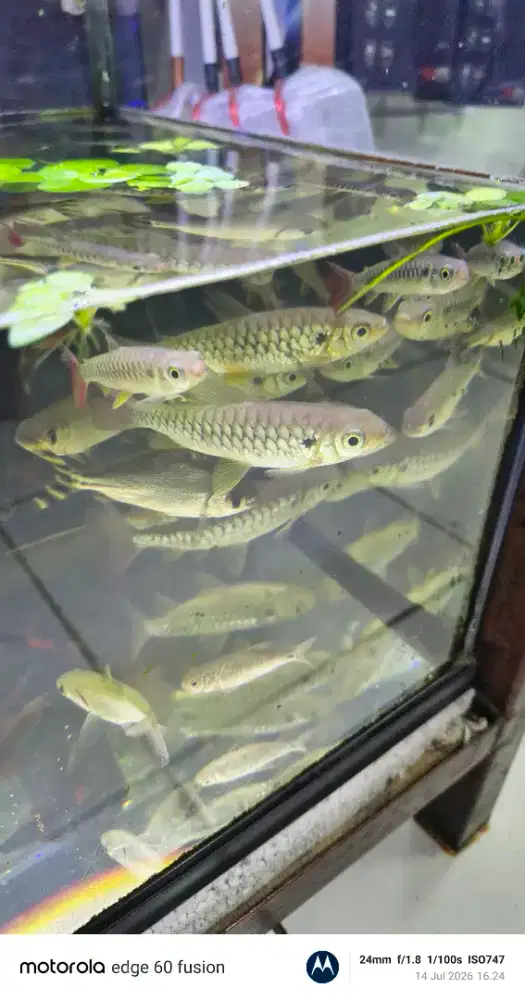 Ikan Pink Tail .
