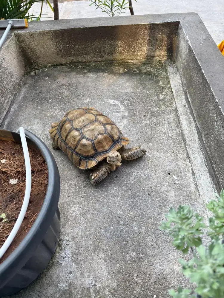 Dijual Sulcata Jantan usia 6 tahunan