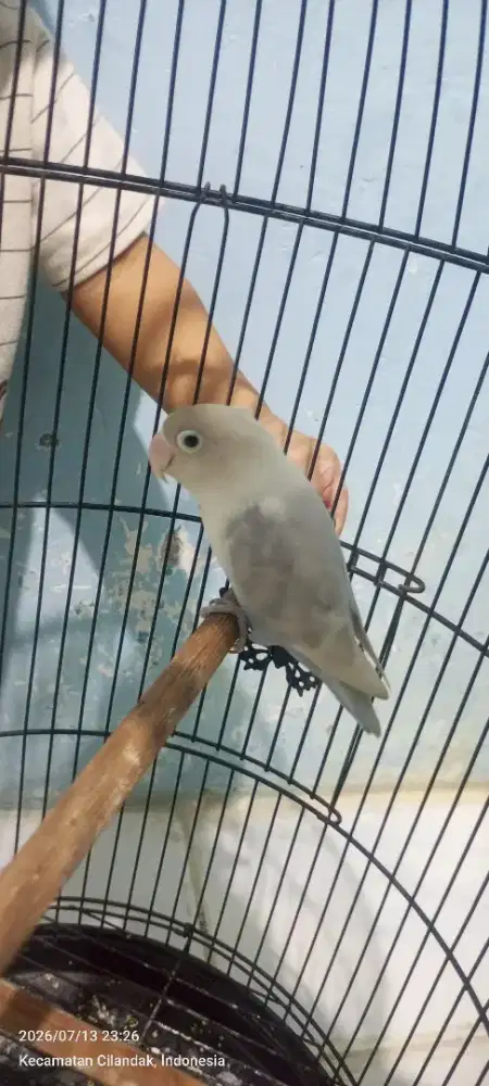 Love bird violet