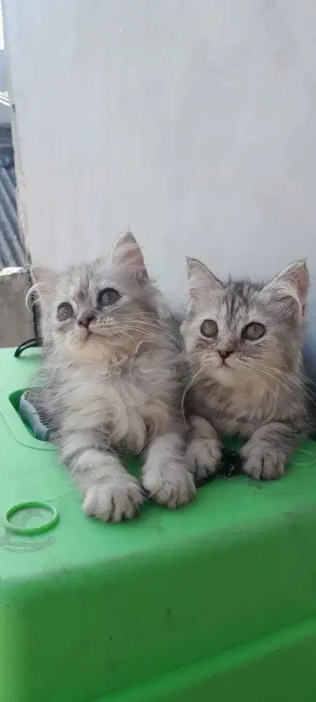 Kitten Himalaya dan persia usia 3 dan 4 bulan
