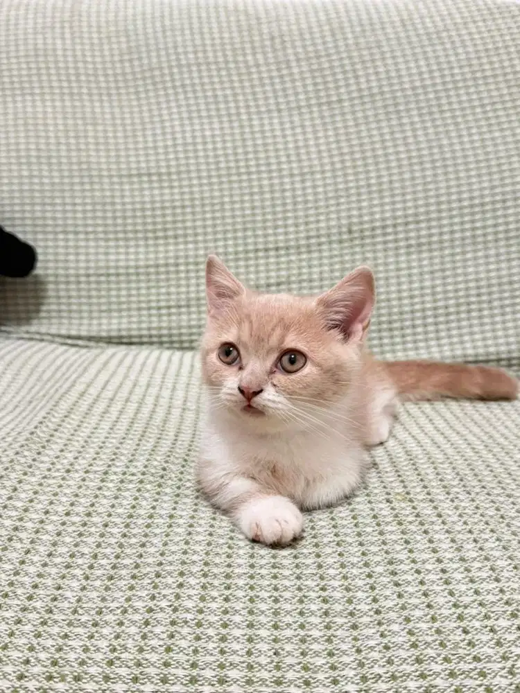 BSH X MUNCHKIN JANTAN