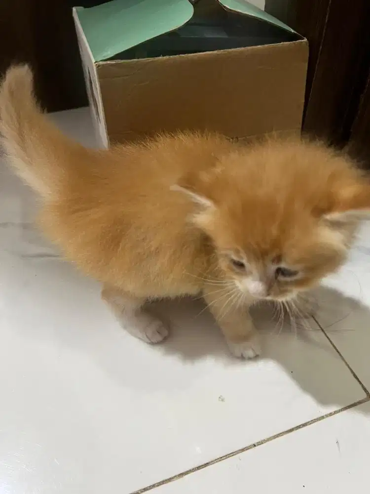 Lepas adopsi kucing anggora-mix dome dengan kitten long hairnya