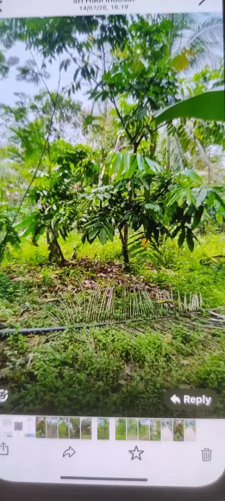 Tanah di anyer - Ada bonus buat yayasan pesantren/yayasan yatim piatu