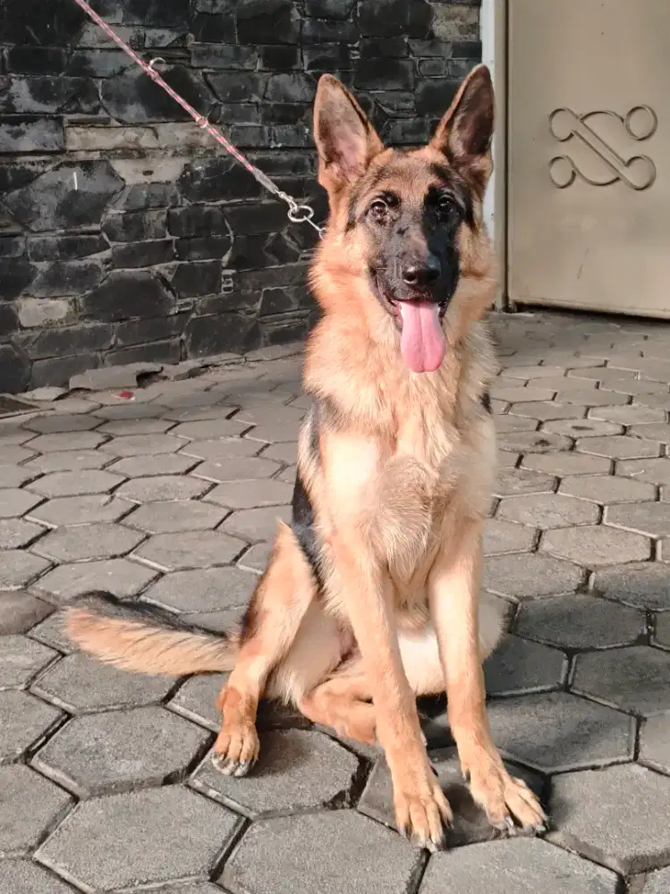 Anakan anjing GSD herder betina