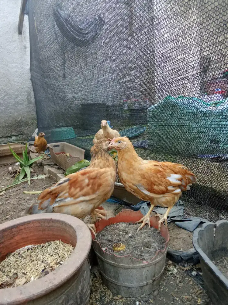 Ayam kampung kub