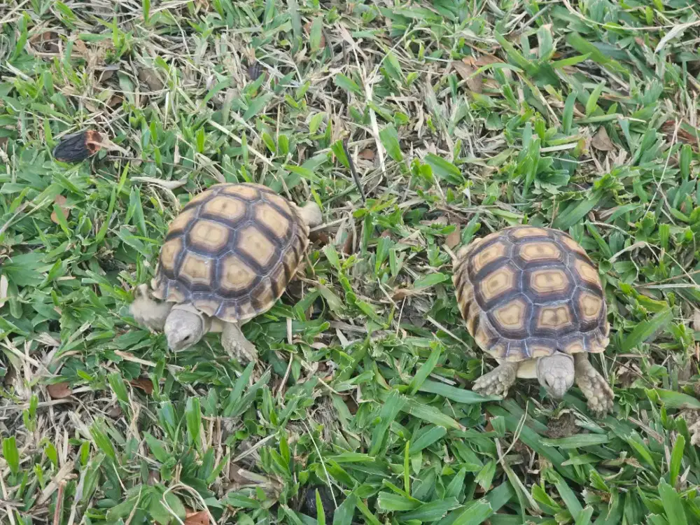 KURA KURA DARAT SULCATA