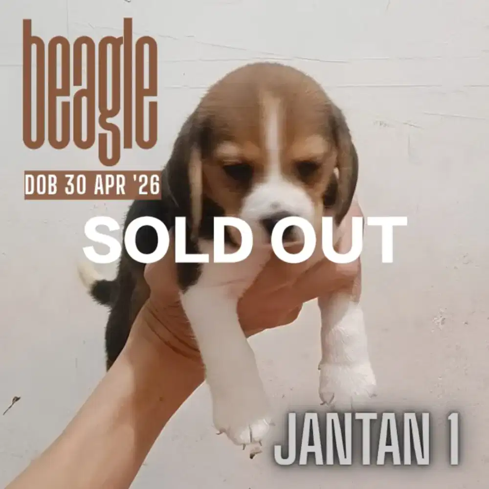 Beagle Puppy Jantan
