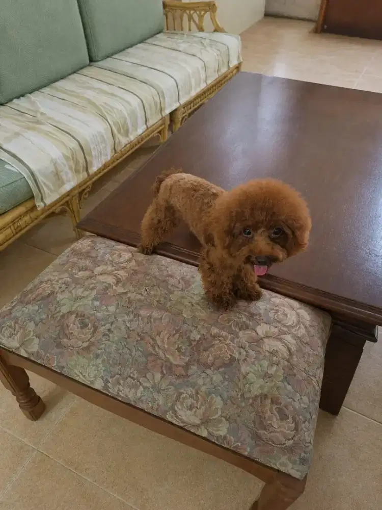 Red Tiny Toy Poodle