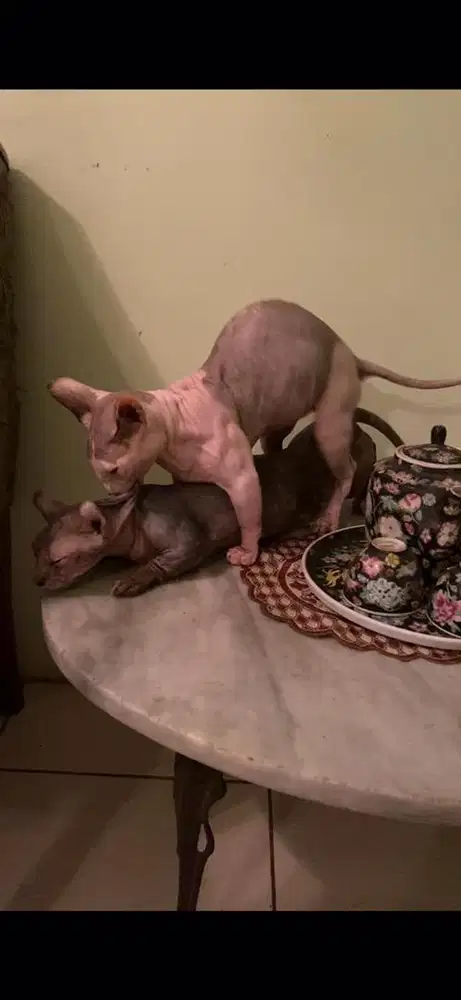 Kucing sphynx bambino hairless