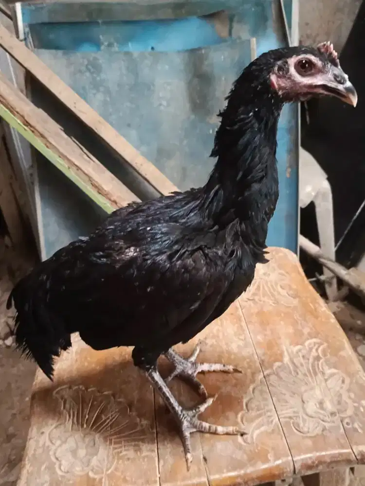 Ayam Dara Pama 2 Ekor