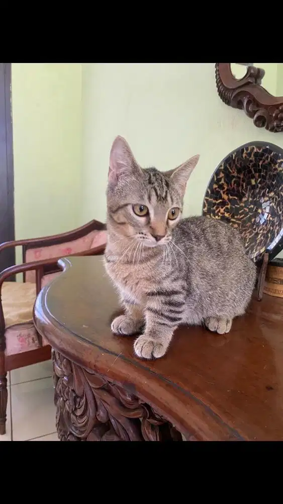 Kucing munchkin jantan