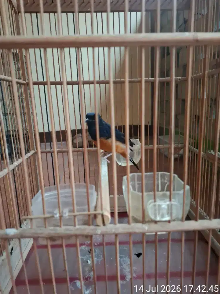 Murai Pastol Murah meriah