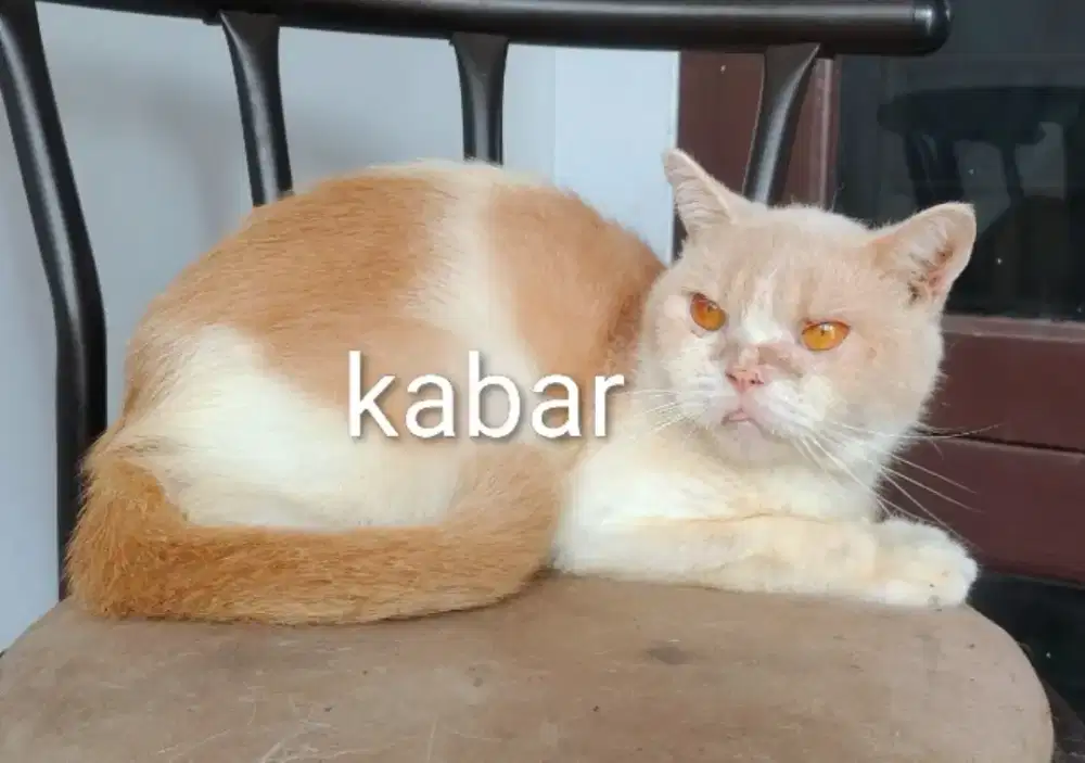 Kucing british shorthair BSH non PeD jantan