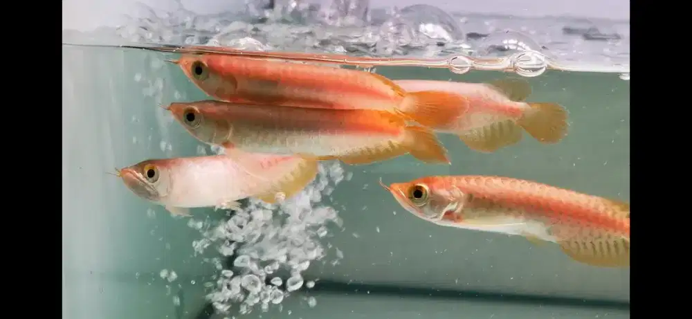 Baby arwana super red