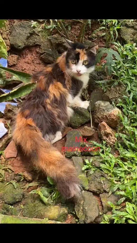 Kucing mix mainecoon betina