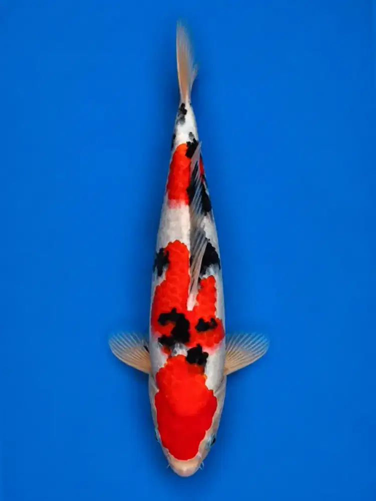Koi Sanke Super Quality