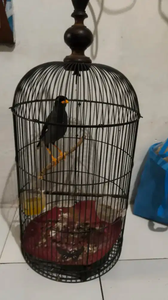 Burung jalak kebo mulus klimis rawatan fullset