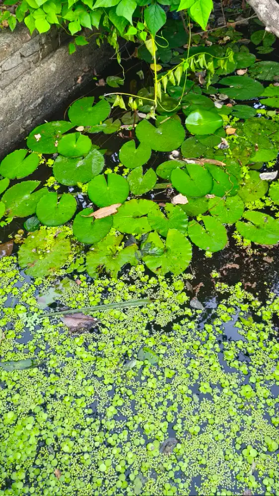 Guppy campuran dan daun lotus