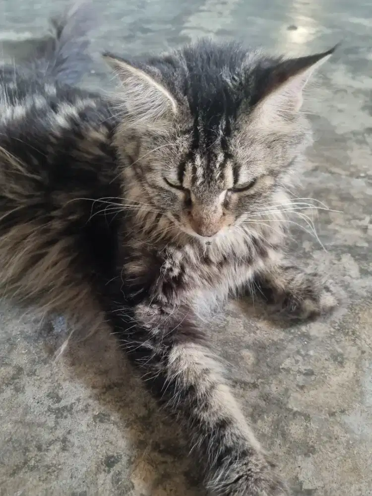 Betina Maine Coon