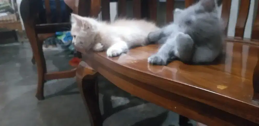 Kitten kucing lucu
