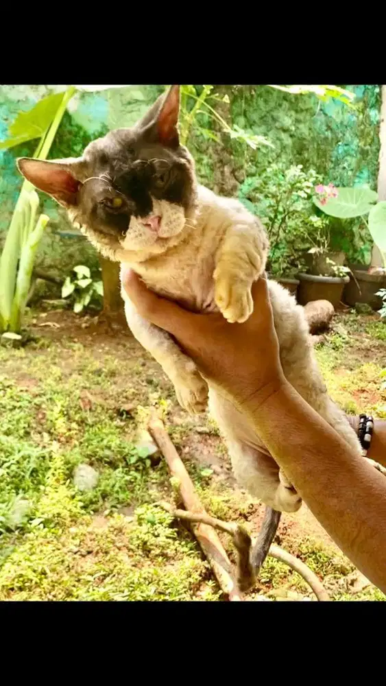 Kucing munchkin devonrex jantan