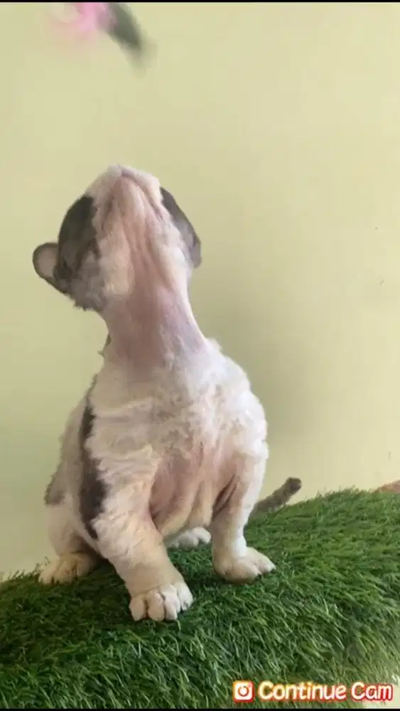 Kucing munchkin devonrex jantan