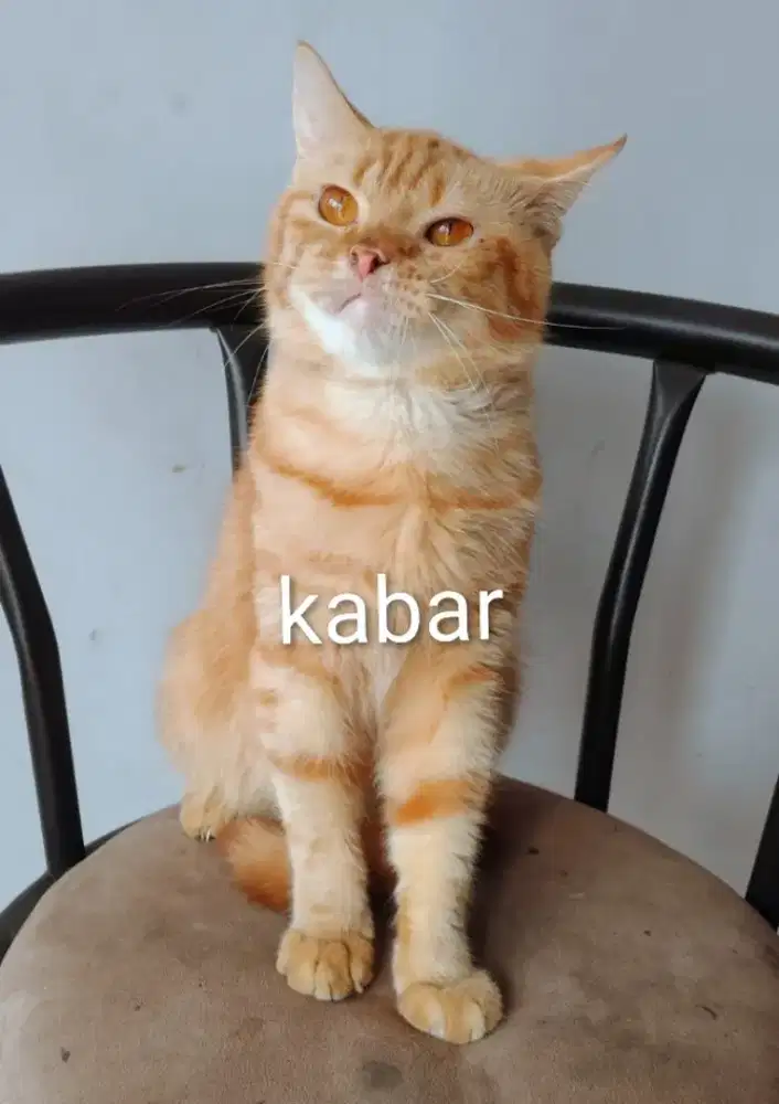 Kucing british shorthair non ped