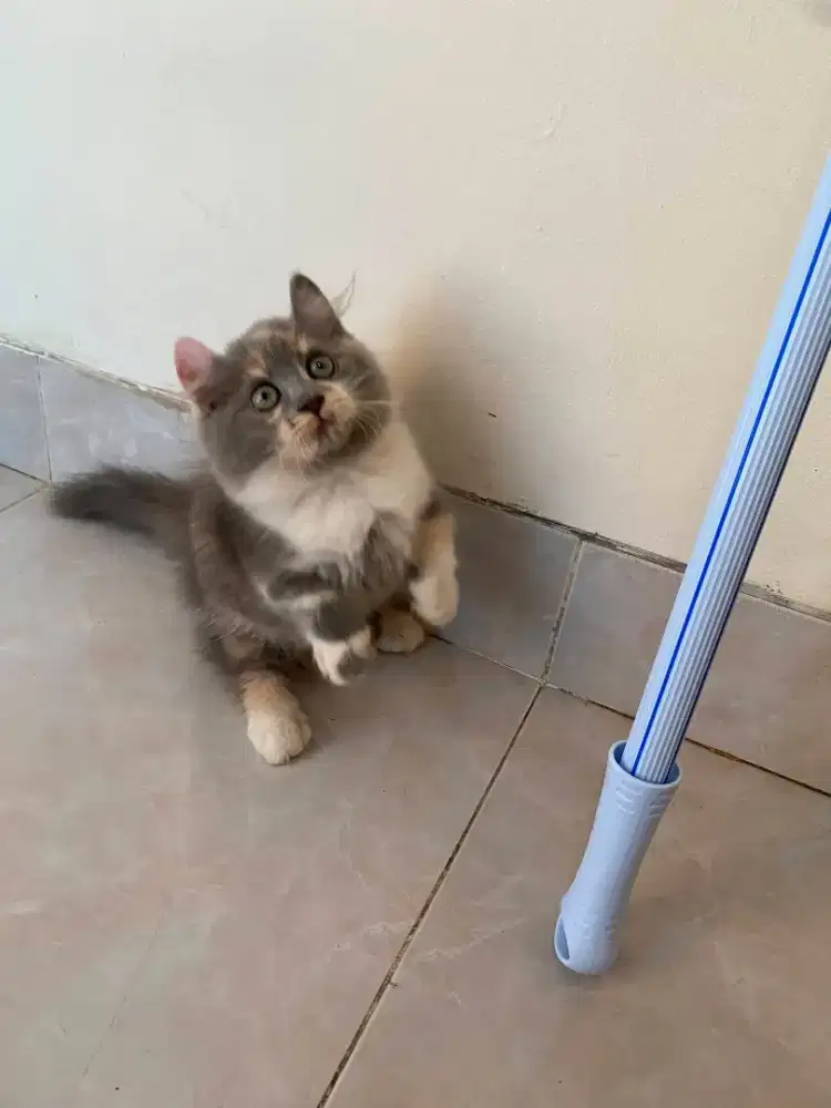 Kucing Munchkin kinkalow cebol