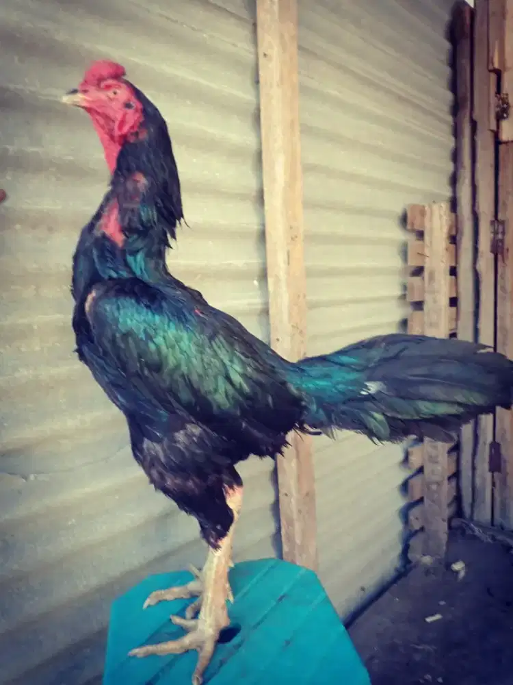 Ayam Bangkok ( Super Jalu )Bulbi Khoytrad