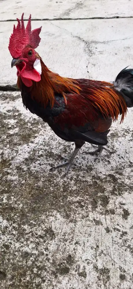 Ayam hutan merah f1