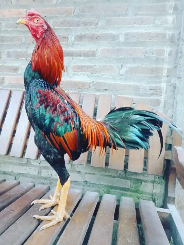 Ayam Bangkok ( Khoyngon )