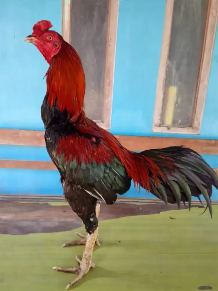 Ayam Bangkok( Khoyngon )