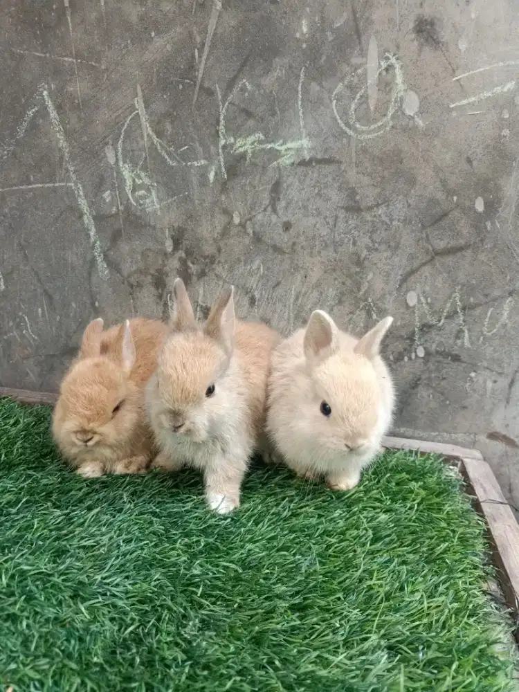 Kelinci Netherland dwarf pure
