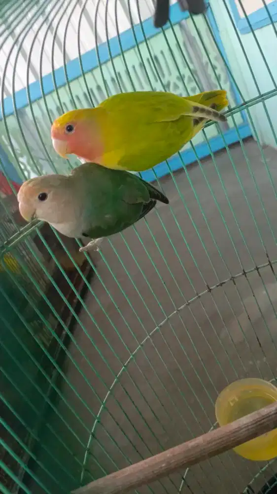 Jual Burung Lovebird NK/Non Klep Sepasang Dewasa