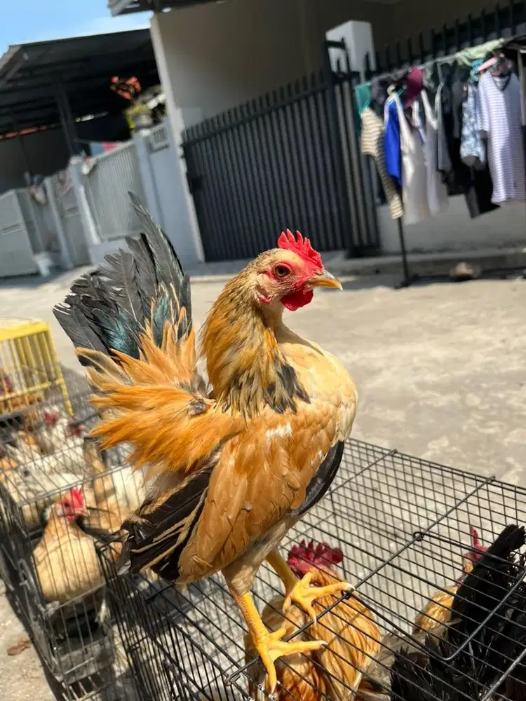 JUAL AYAM KATE SERAMA SILANGAN TEMA